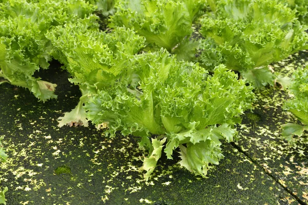 Green oak, hydroponics green vegetable in farm — Stock Photo, Image