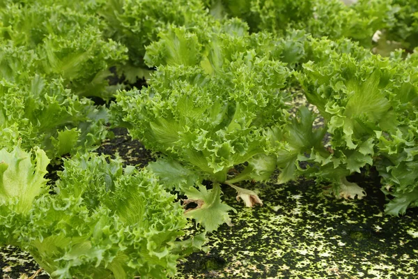 Green oak, cultivation hydroponics green vegetable — Stock Photo, Image