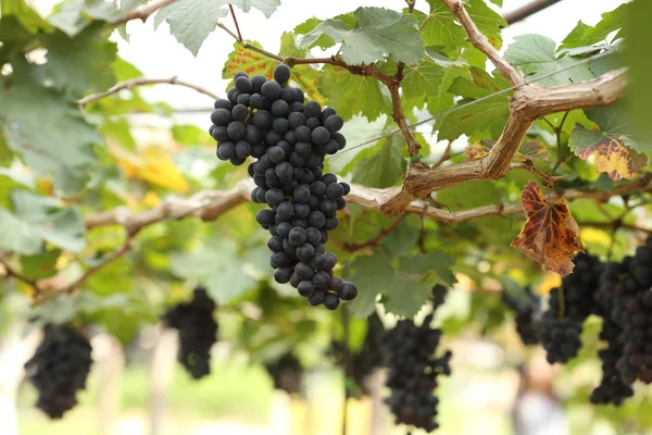 Red wine grapes hanging — Stock Photo, Image