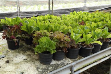 taze tereyağı baş ve yeşil meşe