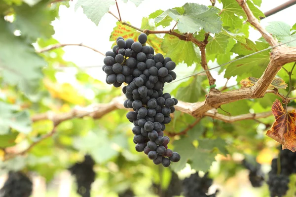 Red wine grapes hanging — Stock Photo, Image