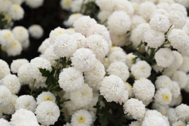 Bahçede çiçek açan Kasımpatı çiçeği