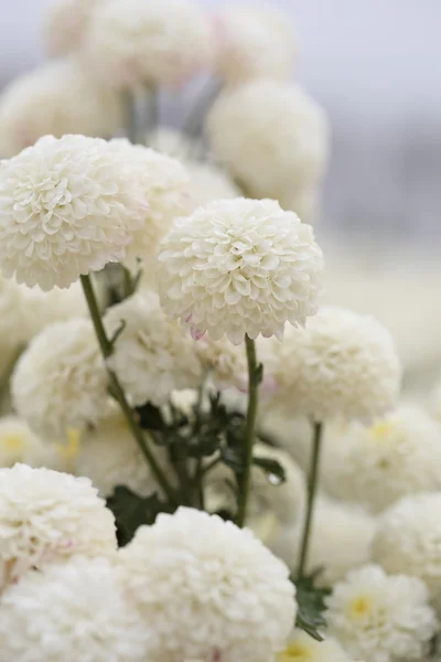 Chrysanthemum flower blooming in the garden — Stock Photo, Image