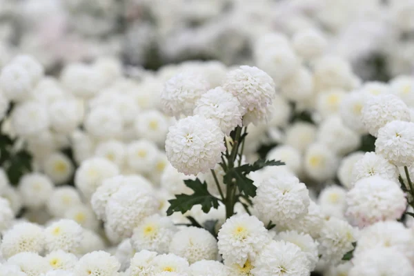 Chrysanthemum flower blooming in the garden — Stock Photo, Image