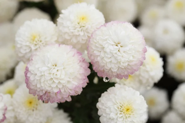 Chrysanthemum flower blooming in the garden — Stock Photo, Image