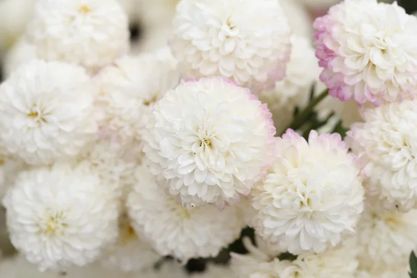 Chrysanthemum flower blooming in the garden — Stock Photo, Image