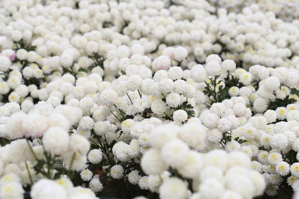 Chrysanthemenblume blüht im Garten — Stockfoto
