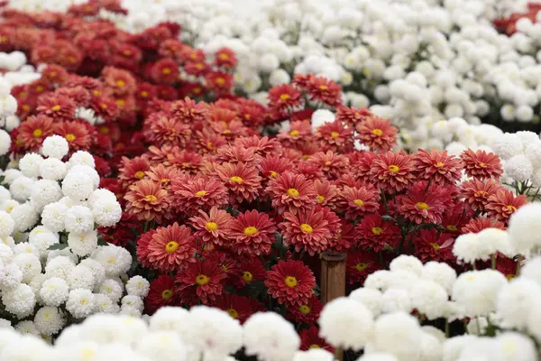 Chrysanthemum flower blooming in the garden — Stock Photo, Image