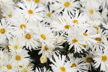 Bahçede çiçek açan Kasımpatı çiçeği