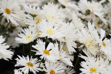 Bahçede çiçek açan Kasımpatı çiçeği