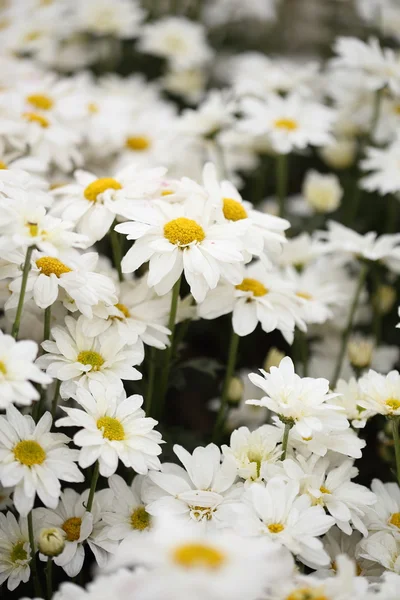 庭に咲く菊の花 — ストック写真