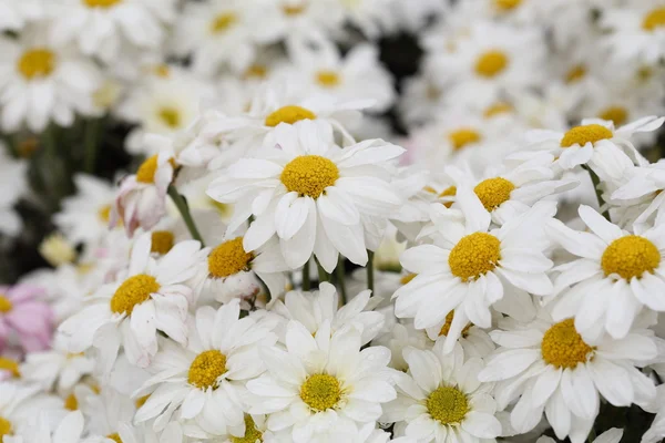 Flor de crisantemo floreciendo en el jardín — Foto de Stock