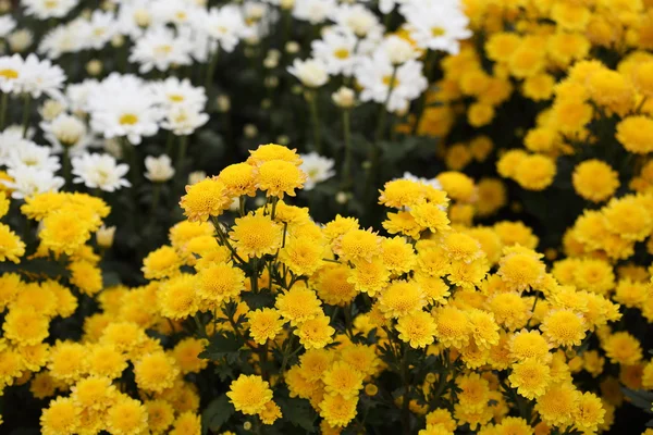 Bahçede çiçek açan Kasımpatı çiçeği — Stok fotoğraf