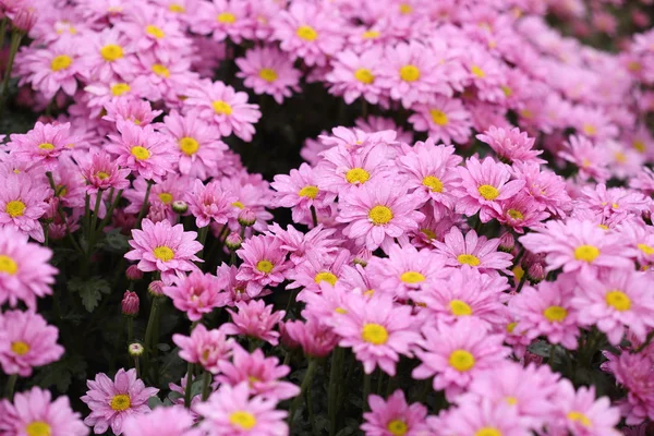 Chrysanthemum flower blooming in the garden — Stock Photo, Image