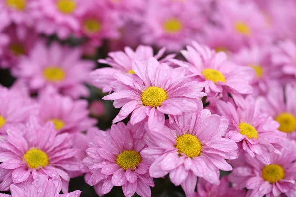 在花园里的菊花花开 — 图库照片