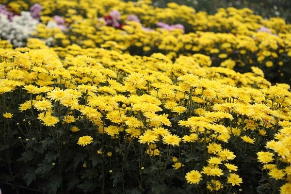 庭に咲く菊の花 — ストック写真