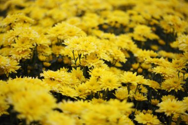 Bahçede çiçek açan Kasımpatı çiçeği