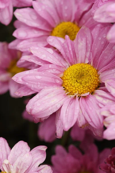 Chrysanthemum flower blooming in the garden — Stock Photo, Image