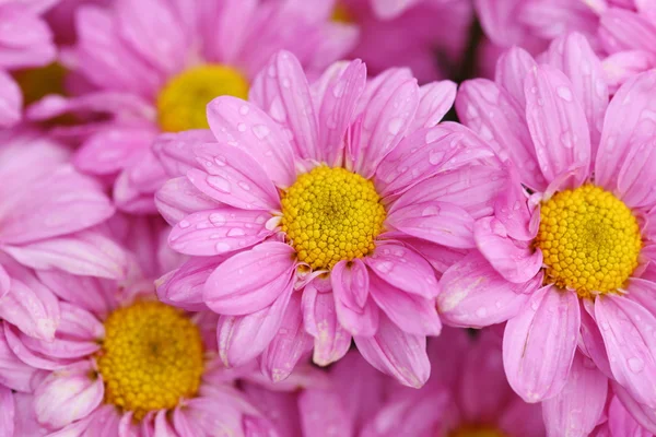 Flor de crisantemo floreciendo en el jardín —  Fotos de Stock