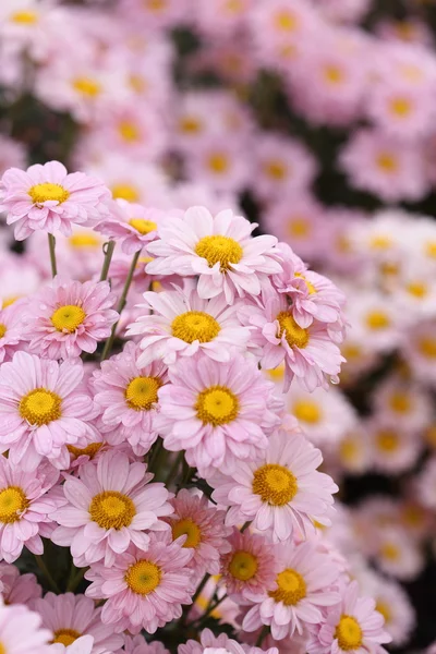 Krysantemum blomma blommar i trädgården — Stockfoto