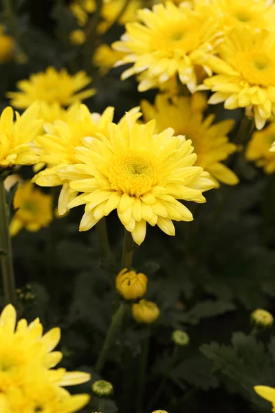 Chrysanthemum flower blooming in the garden — Stock Photo, Image