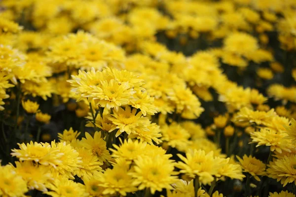 Chrysanthemum flower blooming in the garden — Stock Photo, Image