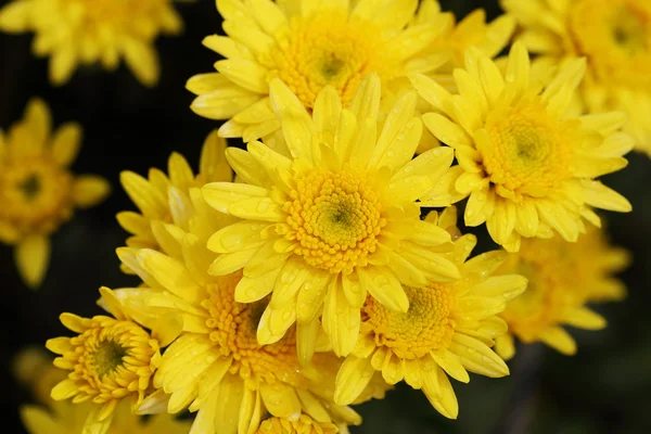 Chrysanthemum flower blooming in the garden — Stock Photo, Image