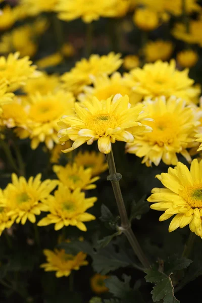 Krysantemumblomst blomstrende i hagen – stockfoto