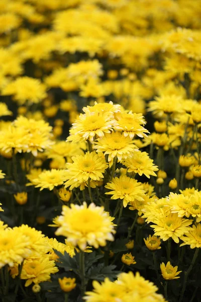 Fiore di crisantemo che fiorisce in giardino — Foto Stock