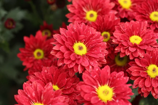 Schöne Chrysanthemenblüte — Stockfoto