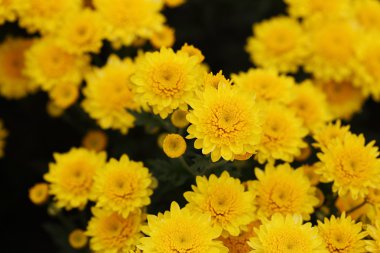 güzel papatya çiçek çiçeklenme