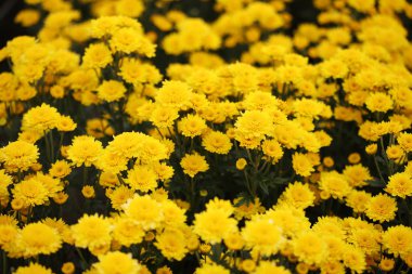 güzel papatya çiçek çiçeklenme