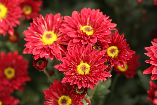 Schöne Chrysanthemenblüte — Stockfoto