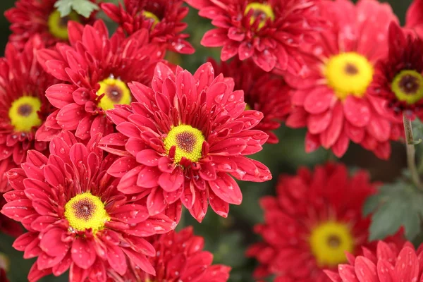 Vacker krysantemum blomma blommar — Stockfoto