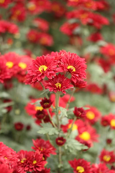 Beautiful Chrysanthemum flower blooming — Stock Photo, Image