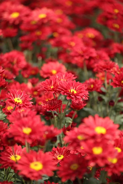 Beautiful Chrysanthemum flower blooming — Stock Photo, Image