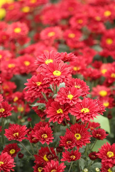 Schöne Chrysanthemenblüte — Stockfoto