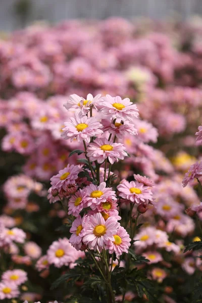 Beautiful Chrysanthemum flower blooming — Stock Photo, Image