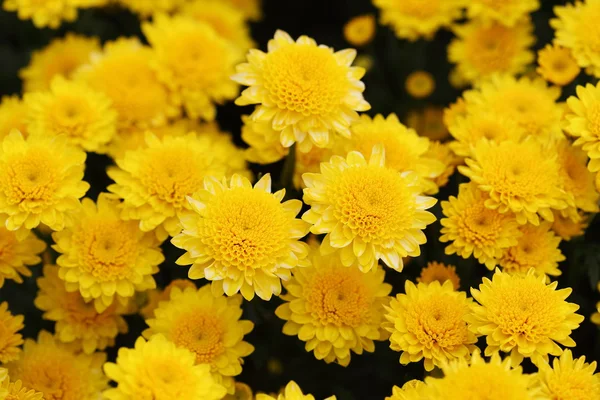 Nádherný květ chryzantémy rozkvétají — Stock fotografie