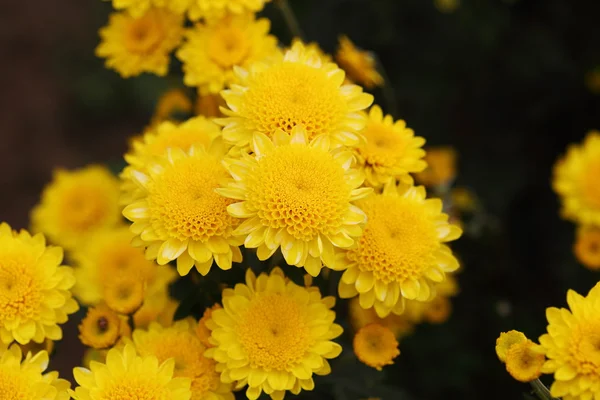 Nádherný květ chryzantémy rozkvétají — Stock fotografie