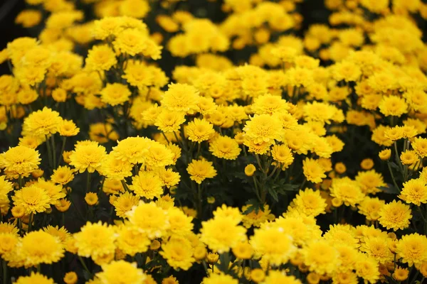 güzel papatya çiçek çiçeklenme