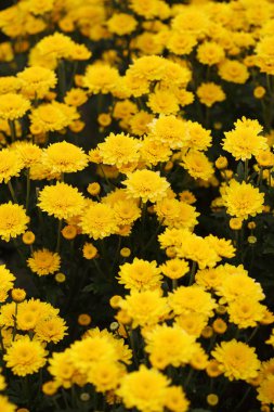 güzel papatya çiçek çiçeklenme