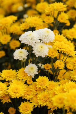 güzel papatya çiçek çiçeklenme