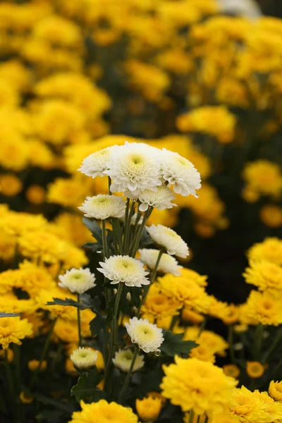 Güzel papatya çiçek çiçeklenme — Stok fotoğraf