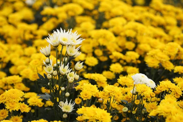 Piękny kwiat chryzantemy kwitnący — Zdjęcie stockowe