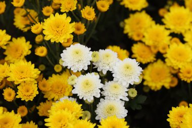 güzel papatya çiçek çiçeklenme