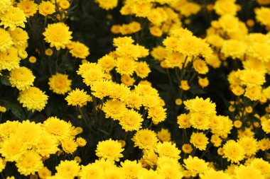 güzel papatya çiçek çiçeklenme