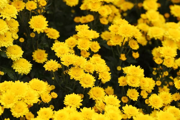 Belle fleur de chrysanthème en fleurs — Photo
