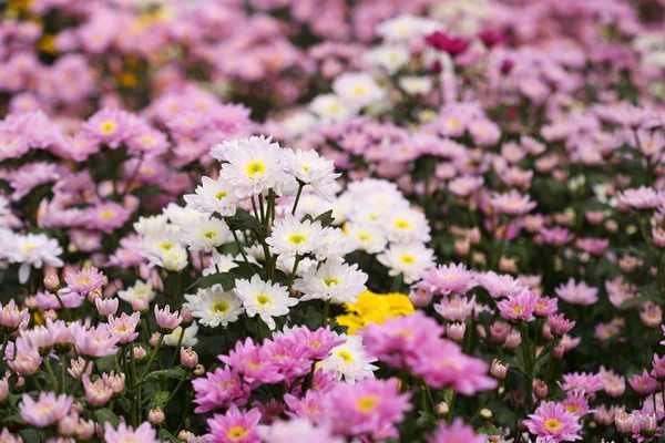 Beautiful Chrysanthemum flower blooming — Stock Photo, Image