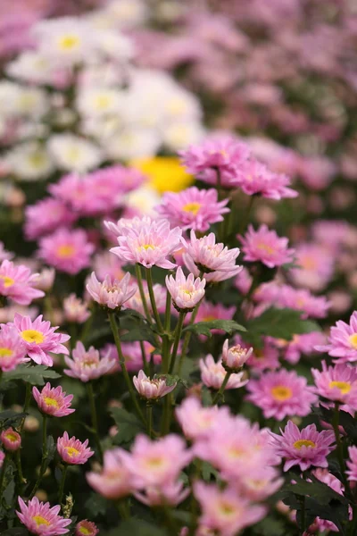 Beautiful Chrysanthemum flower blooming — Stock Photo, Image